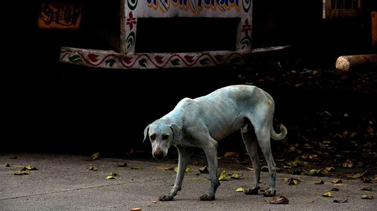 WHAT-Blue-Dogs-Spotted-Roaming-Around-Mumbai.jpg