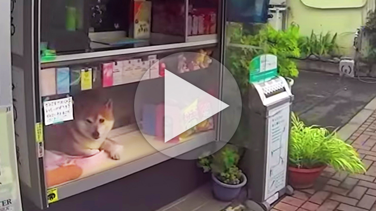 5 Shiba Inu Videos That Will Make You Smile