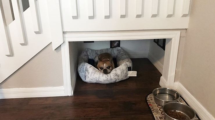 Loving-Pet-Parent-Builds-Teeny-Room-for-Pint-Sized-Pup-in-New-Home.jpg