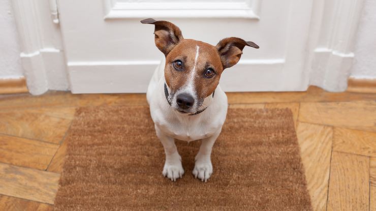 The-Dos-and-Don'ts-of-Doggy-Doors.jpg