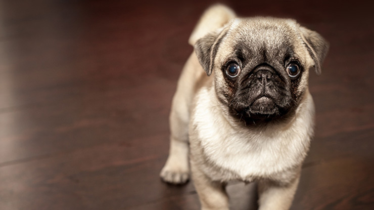 10 Awesome Gifts for the Pug Fanatic