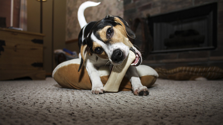 How to Prevent Your Puppy from Chewing on Your Personal Belongings