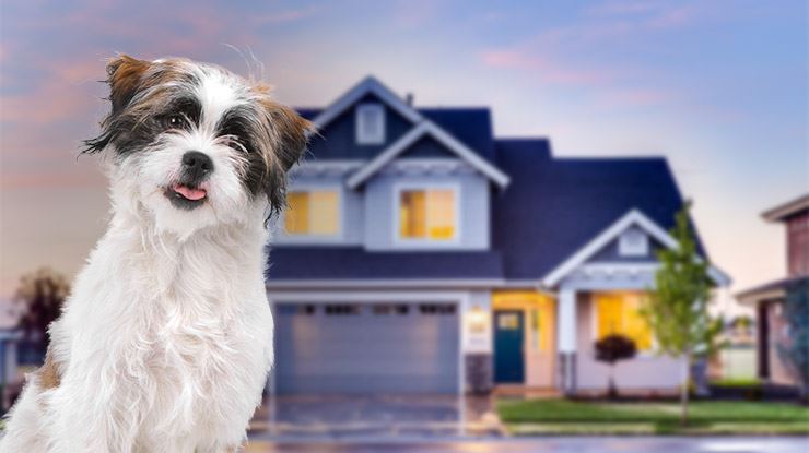 Home-Buying-Guide-for-Dog-Owners.jpg