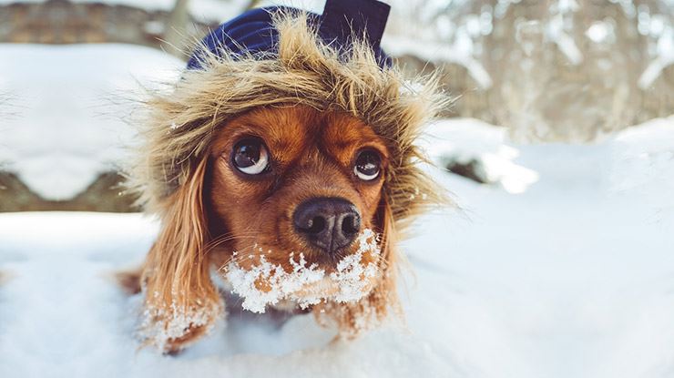 winter-dogs.jpg