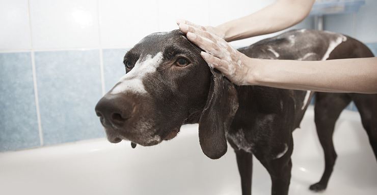 Tips-For-Bathing-Your-Dog.jpg