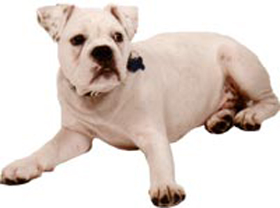 Solid white hot sale english bulldog