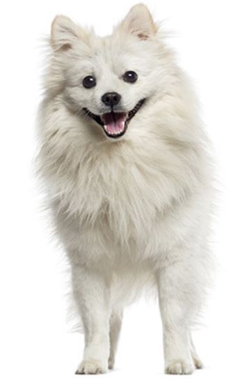 American Eskimo-Miniature Dog Breed Information - Continental Kennel Club