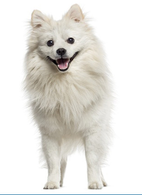 toy german spitz