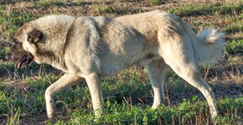ANATOLIAN SHEPHERD DOG.jpg