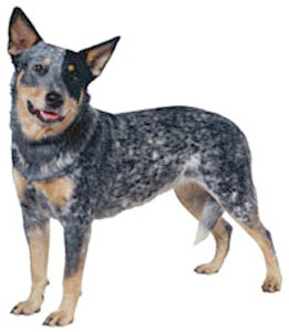 types of cattle dog breeds
