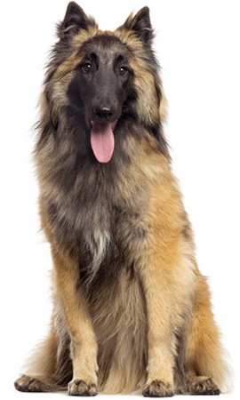 belgian shepherd dog tervueren