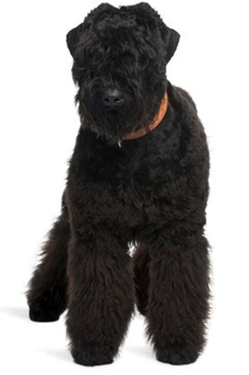 Black Russian Terrier.jpg
