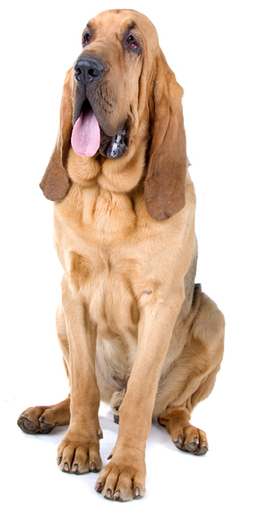 Bloodhound store dog breeds