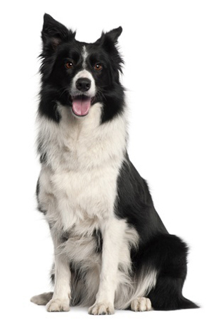 Origin of best sale border collie breed