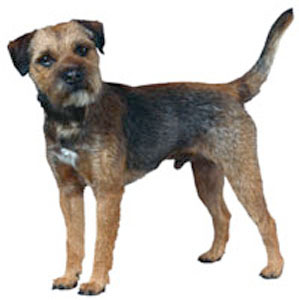 Kennel club border outlet terrier puppies for sale