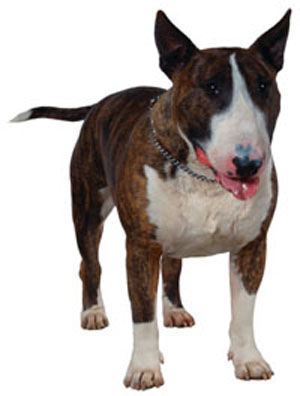 english bull terrier kennel club