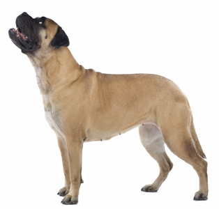 Full 2024 breed bullmastiff