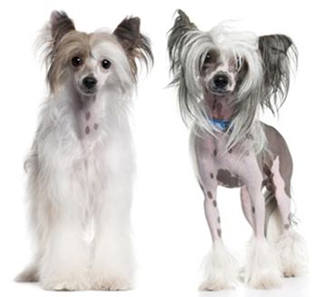Chinese Crested.jpg