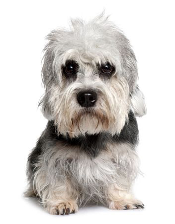 Dandie Dinmont terrier- crystal clock in the shape of a wings with the image of a pure-bred outlet dog.