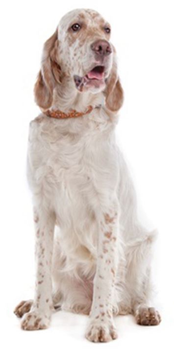 are english setter the most intelligent dogs