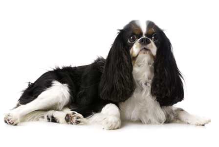 The english toy outlet spaniel