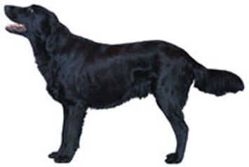Flat-Coated Retriever Dog Breed Information - Continental ...
