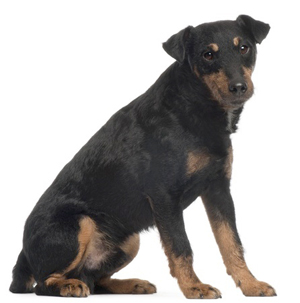 Black and best sale tan hunt terrier