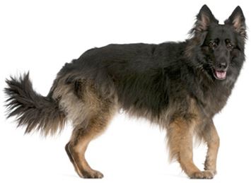 German Shepherd-Long Haired Dog Breed Information - Continental Kennel Club