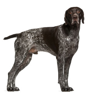 German shorthaired pointer store standard