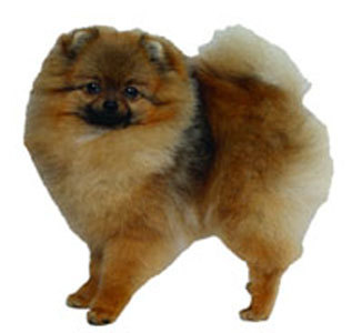 German sales spitz club