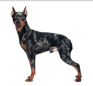 Harlequin Pinscher Dog Breed Information Continental Kennel Club