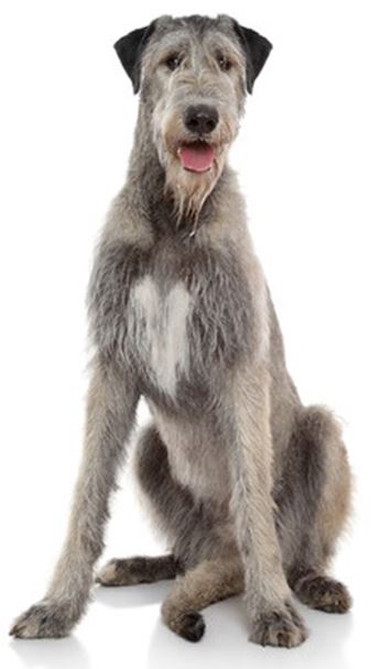 Irish Wolfhound.jpg