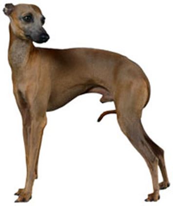 Italian Greyhound.jpg