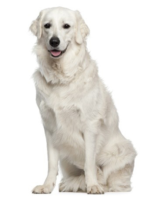 Kuvasz sales great pyrenees