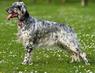 llewellin setter rescue