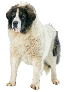 Pyrenean best sale mastiff dog