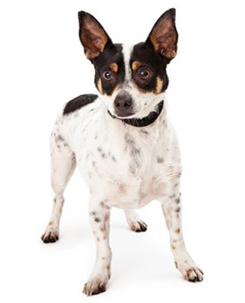 Rat Terrier-Standard.jpg