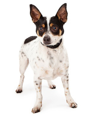 Rat terrier clearance plush animal