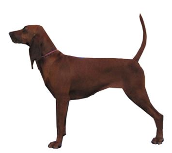 Redbone Coonhound.jpg