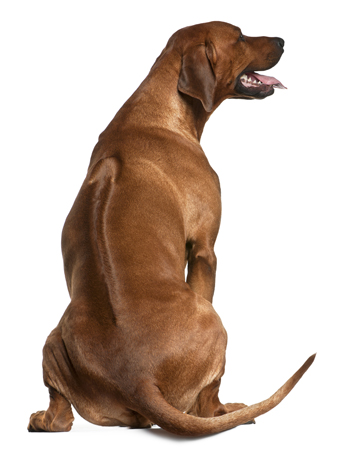 Types of rhodesian store ridgeback