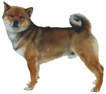 Shiba Inu Dog Breed Information Continental Kennel Club