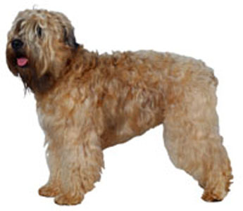 Irish soft coated wheaten terrier store in not