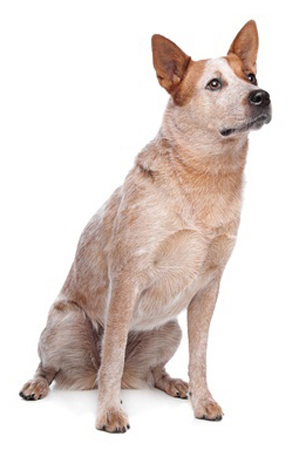 Cattle store dog tail