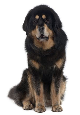 Tibetan mastiff as sales pets