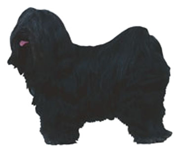 Kennel club shop tibetan terrier