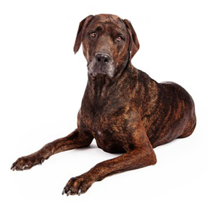 Tennessee sales brindle coonhound