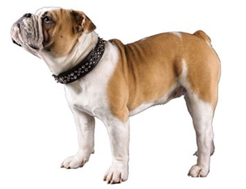 English Bulldog Dogs Breed - Information, Temperament, Size