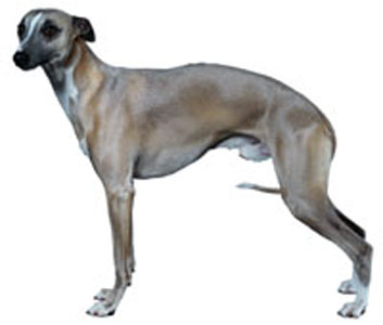 kennel whippet