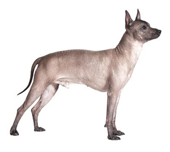 Coated store mexican hairless