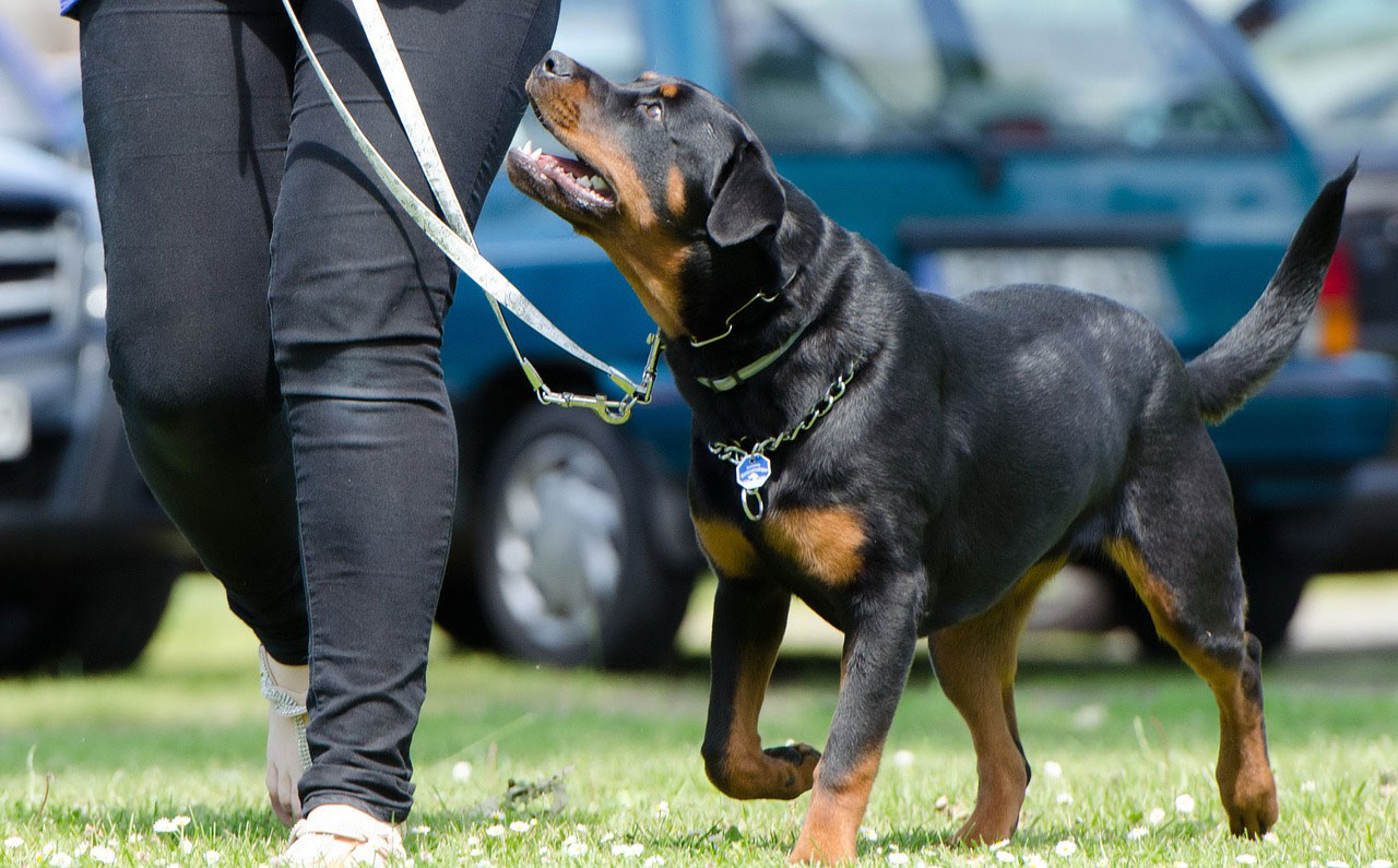 Dog Training Clicker Single